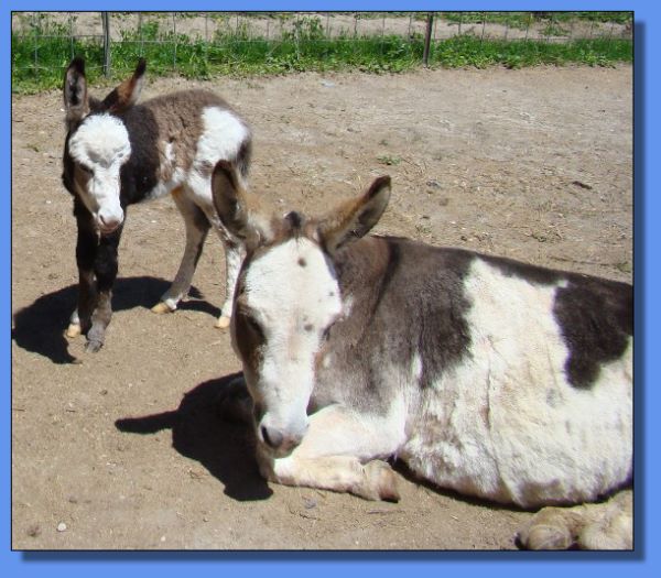 Gardner's Lotsalove & Ass-Pirin Acres LuLu