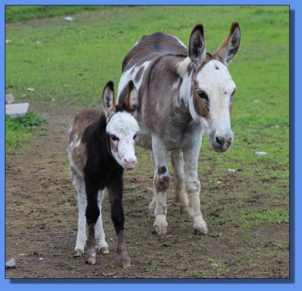 Gardner's Lotsalove & Ass-Pirin Acres LuLu