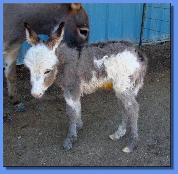 Ass-Pirin Acres Gi-Gi