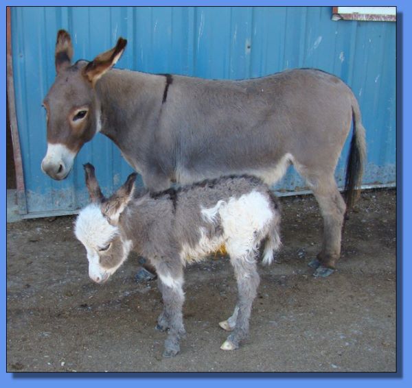 Ass-pirin Acres Goodness Gracious