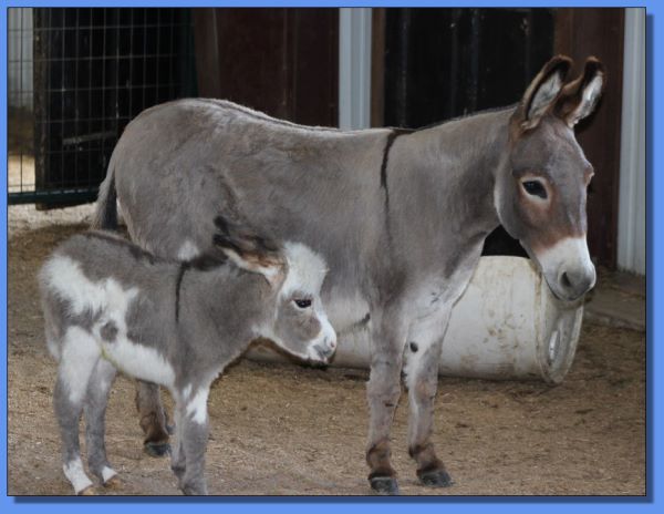 Ass-Pirin Acres Goodness Gracious & GiGi