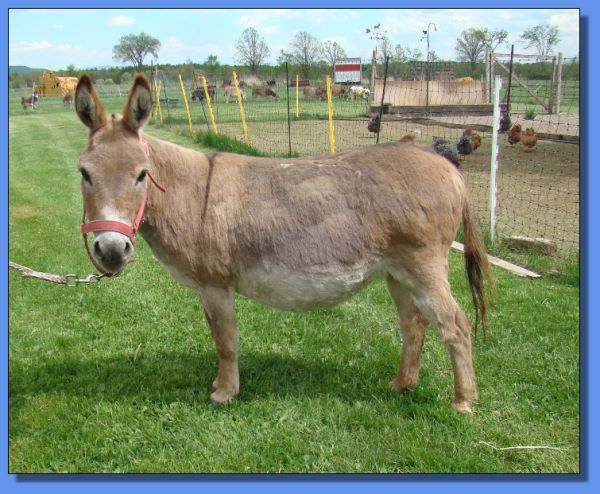 Heiken's Ark Dottie MR