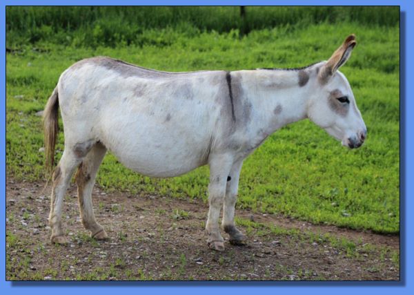 Heiken's Ark Rose LD