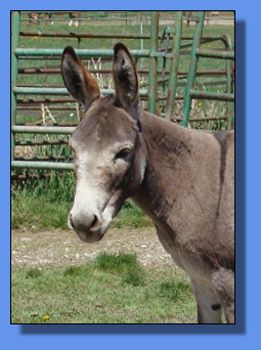 Hill Co Minis Spitfire