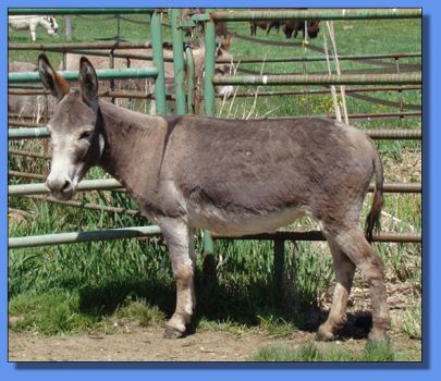 Hill Co Minis Spitfire