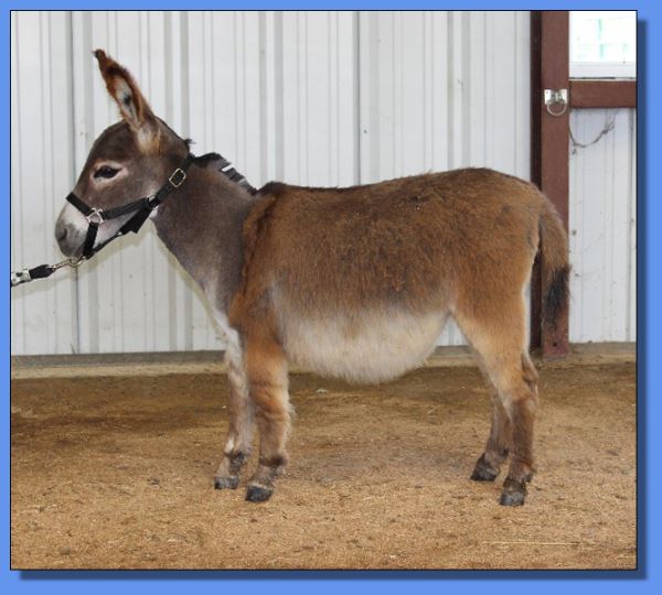 Ass-Pirin Acres Hollianna