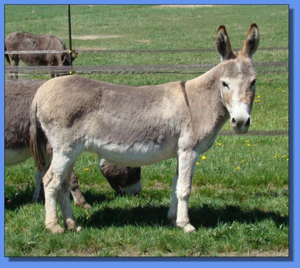 Ass-Pirin Acres Iza Special Star