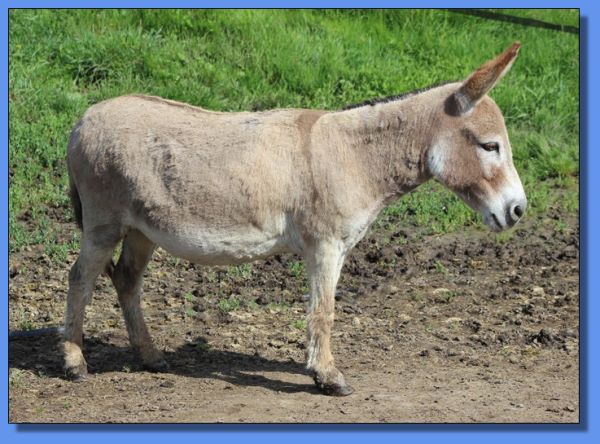 Ass-Pirin Acres Jackie