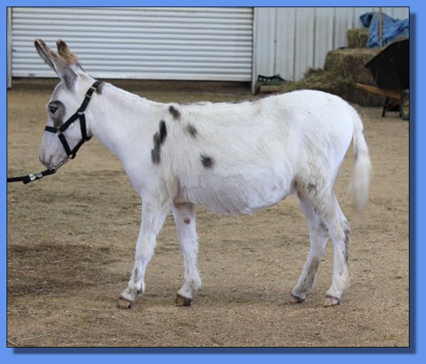 Ass-Pirin Acres Janessa