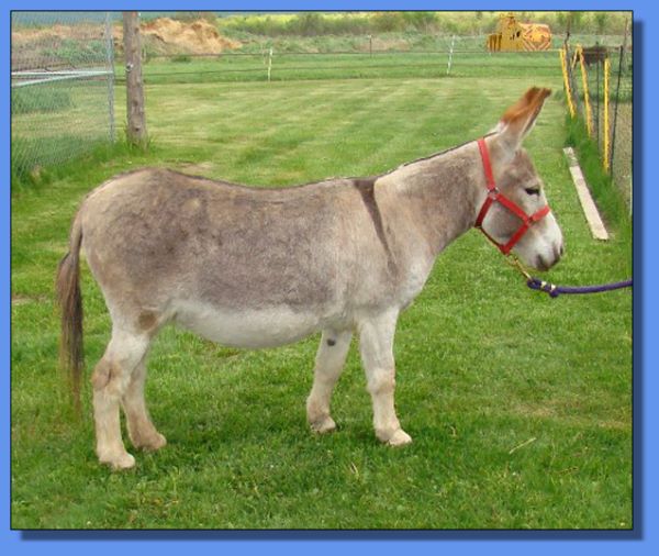 Ass-Pirin Acres Jesta Jamin