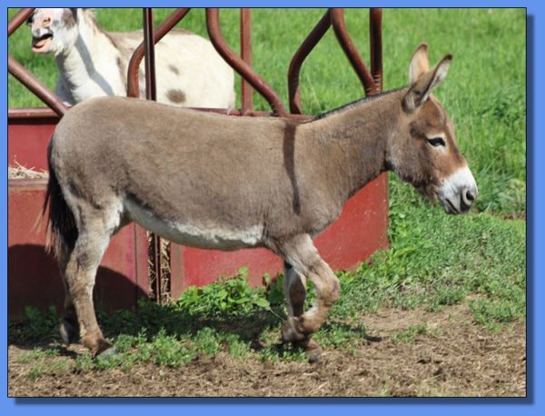 Ass-Pirin Acres Joy's Delight