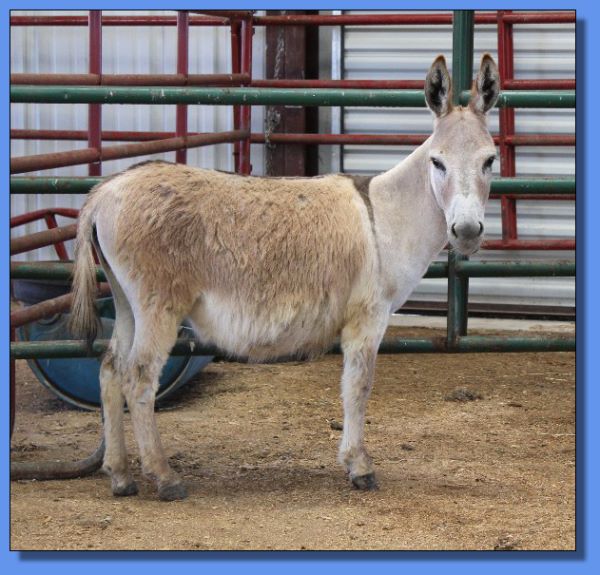 Ass-Pirin Acres Mellita