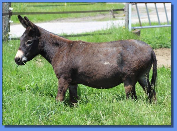 Ass-Pirin Acres Miss Bardo