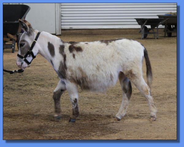 Ass-Pirin Acres Miss Bitty Spots