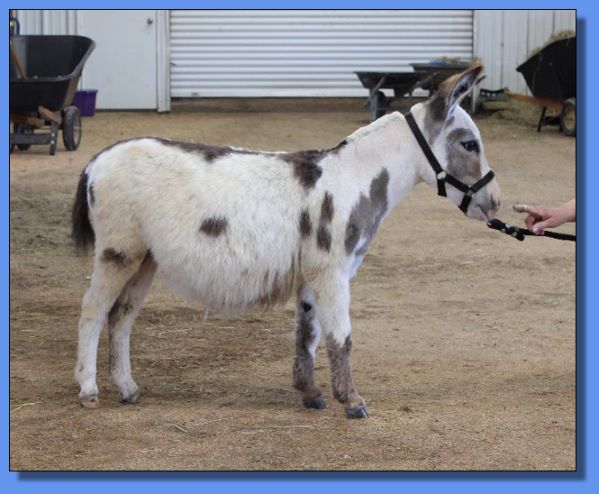 Ass-Pirin Acres Miss Bitty Spots