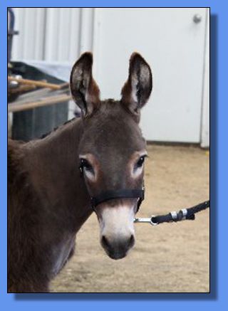 Ass-Pirin Acres Miss Fanny