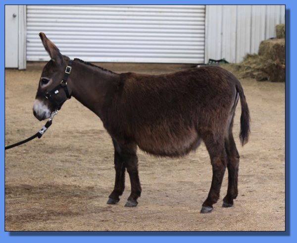 Ass-Pirin Acres Miss Fanny