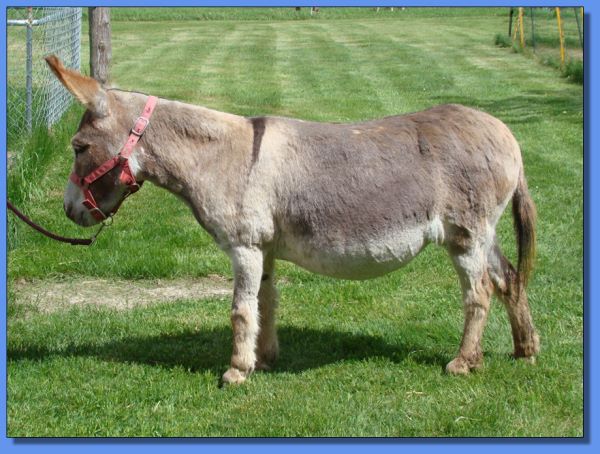 Ass-Pirin Acres Miss Hollywood