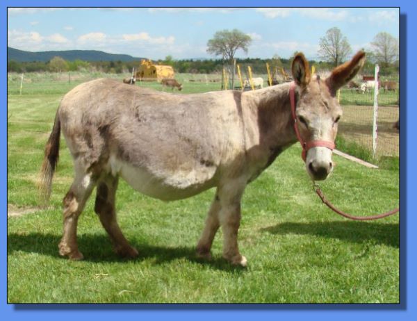 Ass-Pirin Acres Miss Hollywood