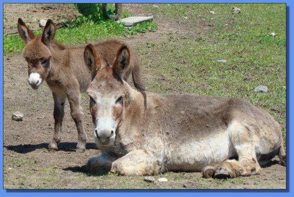 Ass-Pirin Acres Mistah Hollywood