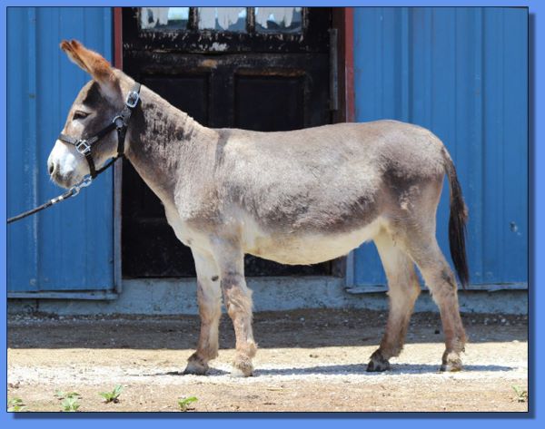 Ass-Pirin Acres Miss Hotti 2 Shoes