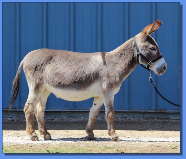 Ass-Pirin Acres Miss Hotti 2 Shoes