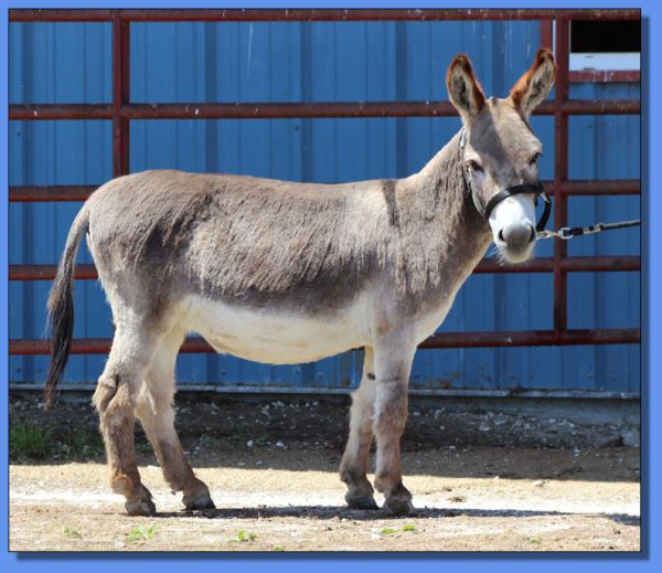 Ass-Pirin Acres Miss Hotti 2 Shoes