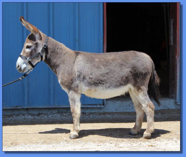 Ass-Pirin Acres Pants on Fire