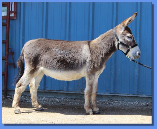 Ass-Pirin Acres Pants on Fire