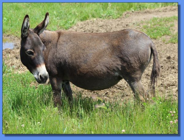 Ass-Pirin Acres Party Girl