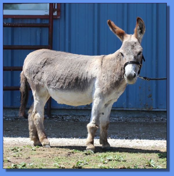 Ass-Pirin Acres Peponita