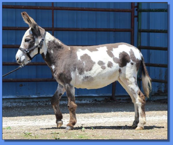 Ass-Pirin Acres Perfecta