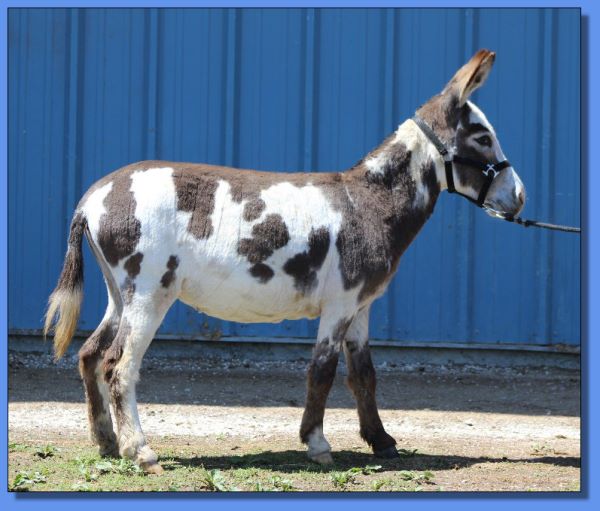 Ass-Pirin Acres Perfecta