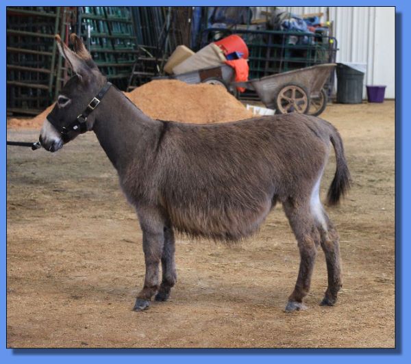 Ass-Pirin Acres Poeta