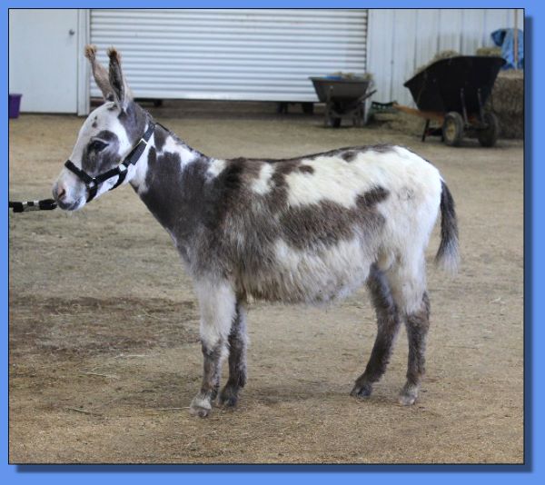 Ass-Pirin Acres Precious