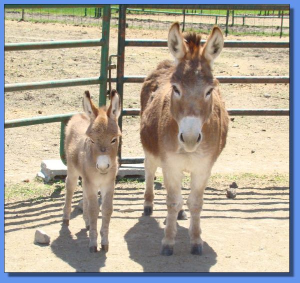 Ass-Pirin Acres Precious Memory & Ass-Pirin Acres Sheza Pistol