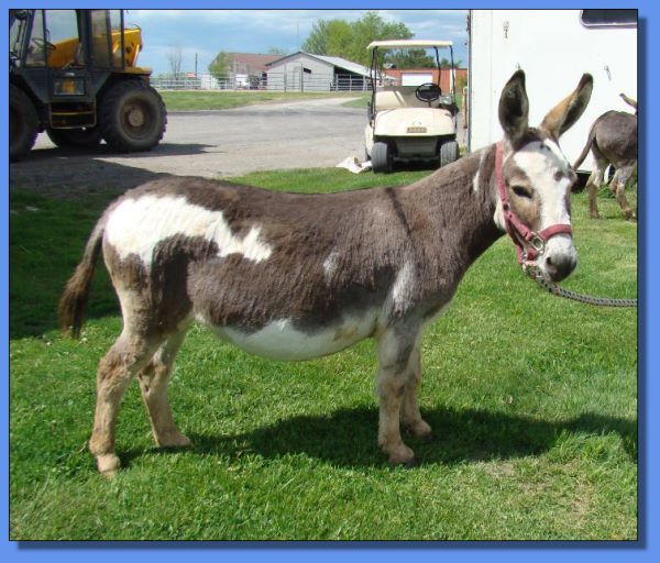 Ass-Pirin Acres Pumkin Pie