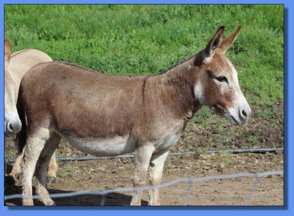 Heiken's Ark Red Rosa