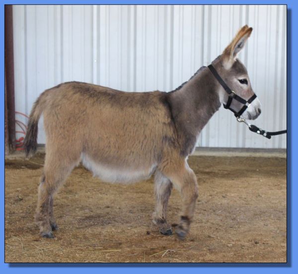 Ass-Pirin Acres Ruffina