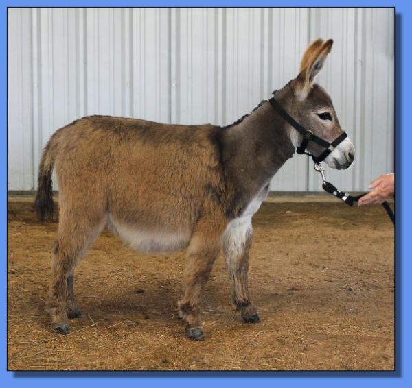 Ass-Pirin Acres Ruffina