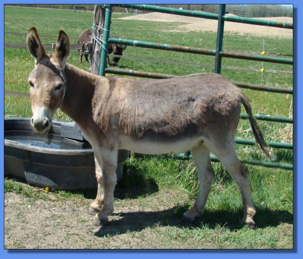 Ass-Pirin Acres Sandvina