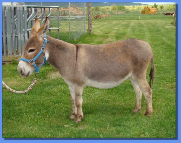 Ass-Pirin Acres Sara