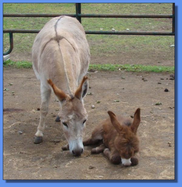 Stoney Acres Sassparilla