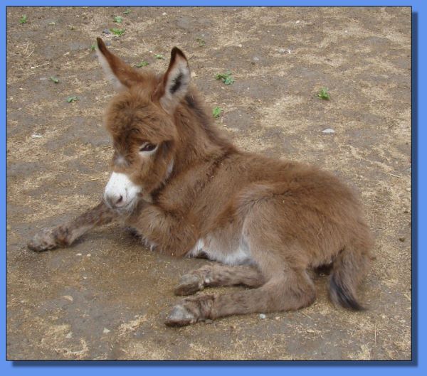 Ass-Pirin Acres Shakarah