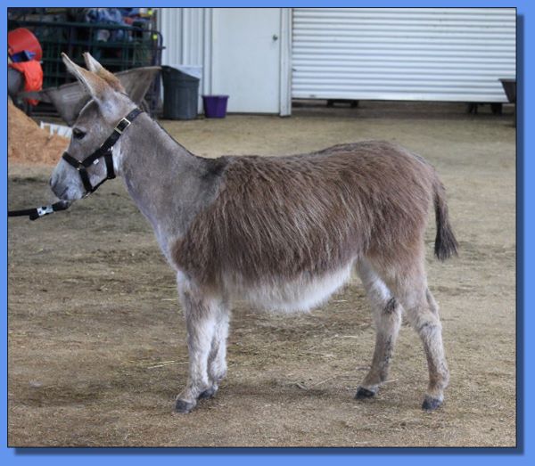 Ass-Pirin Acres Satura