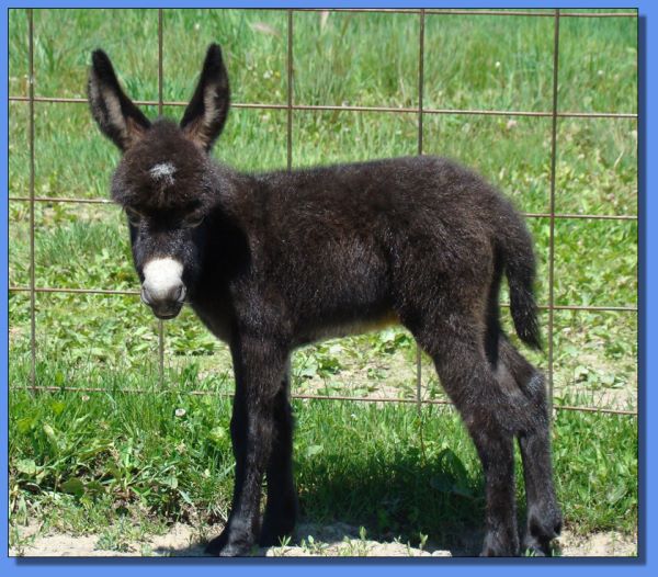 Ass-Pirin Acres Jimmy Jo