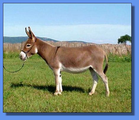 Ass-Pirin Acres Sheza 10