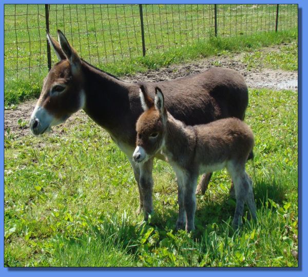 Ass-Pirin Acres Sheza Hot Touch