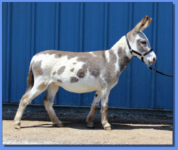 Ass-Pirin Acres Siera Mist