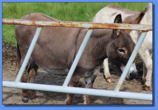 Numero Uno Del Mar's Sombritta